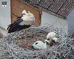 Capi_Dubne_20260623_145705.jpg