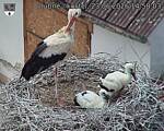 Capi_Dubne_20260623_145803.jpg