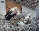 Capi_Dubne_20260623_145905.jpg