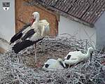 Capi_Dubne_20260623_150104.jpg