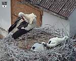Capi_Dubne_20260623_150204.jpg