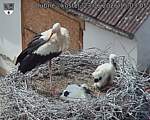 Capi_Dubne_20260623_150305.jpg