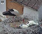Capi_Dubne_20260623_150604.jpg