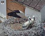 Capi_Dubne_20260623_150804.jpg
