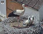 Capi_Dubne_20260623_151004.jpg