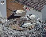 Capi_Dubne_20260623_151703.jpg