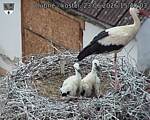 Capi_Dubne_20260623_154003.jpg