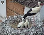 Capi_Dubne_20260623_154103.jpg