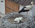 Capi_Dubne_20260623_154304.jpg