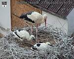 Capi_Dubne_20260623_154705.jpg