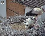 Capi_Dubne_20260623_155404.jpg