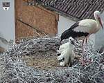 Capi_Dubne_20260623_155505.jpg