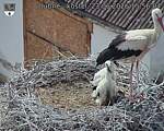 Capi_Dubne_20260623_155604.jpg