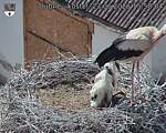 Capi_Dubne_20260623_155804.jpg