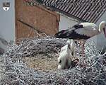 Capi_Dubne_20260623_160005.jpg