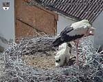 Capi_Dubne_20260623_160104.jpg