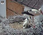 Capi_Dubne_20260623_160305.jpg