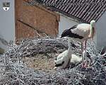 Capi_Dubne_20260623_160505.jpg
