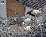 Capi_Dubne_20260623_160804.jpg