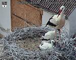 Capi_Dubne_20260623_160904.jpg