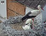 Capi_Dubne_20260623_161604.jpg