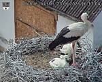 Capi_Dubne_20260623_161704.jpg