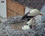 Capi_Dubne_20260623_161803.jpg