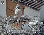 Capi_Dubne_20260623_162104.jpg