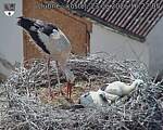 Capi_Dubne_20260623_162205.jpg