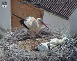 Capi_Dubne_20260623_162404.jpg