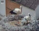 Capi_Dubne_20260623_163003.jpg