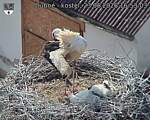 Capi_Dubne_20260623_165303.jpg