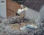 Capi_Dubne_20260623_165602.jpg