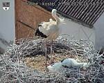 Capi_Dubne_20260623_165803.jpg