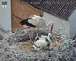 Capi_Dubne_20260623_170202.jpg