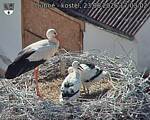 Capi_Dubne_20260623_170302.jpg