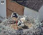 Capi_Dubne_20260623_170404.jpg