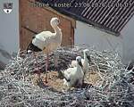 Capi_Dubne_20260623_170603.jpg