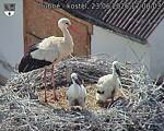 Capi_Dubne_20260623_170803.jpg