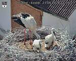 Capi_Dubne_20260623_170903.jpg