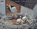 Capi_Dubne_20260623_171104.jpg