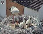 Capi_Dubne_20260623_171303.jpg
