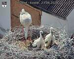 Capi_Dubne_20260623_171503.jpg