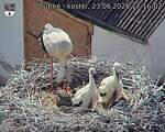 Capi_Dubne_20260623_171602.jpg