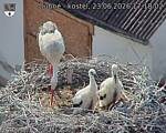 Capi_Dubne_20260623_171802.jpg