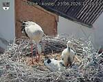 Capi_Dubne_20260623_172002.jpg
