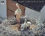 Capi_Dubne_20260623_173403.jpg