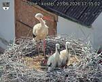 Capi_Dubne_20260623_173502.jpg