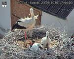 Capi_Dubne_20260623_174403.jpg
