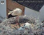 Capi_Dubne_20260623_175003.jpg